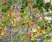 autumn leaves at keele